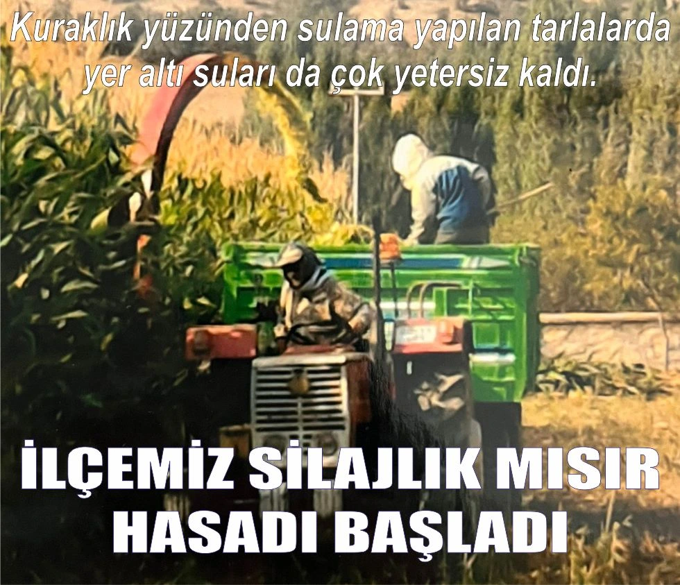 İLÇEMİZ SİLAJLIK MISIR  HASADI BAŞLADI
