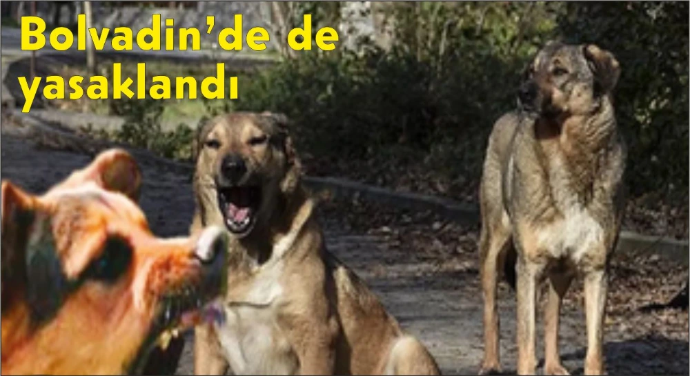 ARTIK; SOKAK HAYVANI BESLEMEK YASAK
